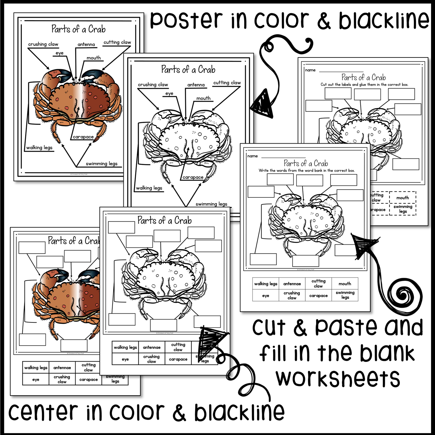 Parts of a Crab Labeling Activity