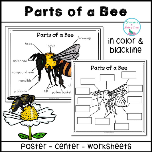 Parts of a Bee Labeling Activity
