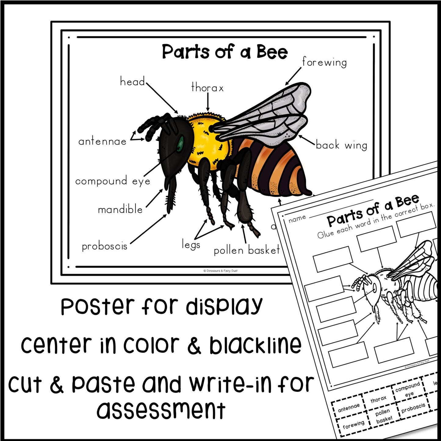 Parts of a Bee Labeling Activity