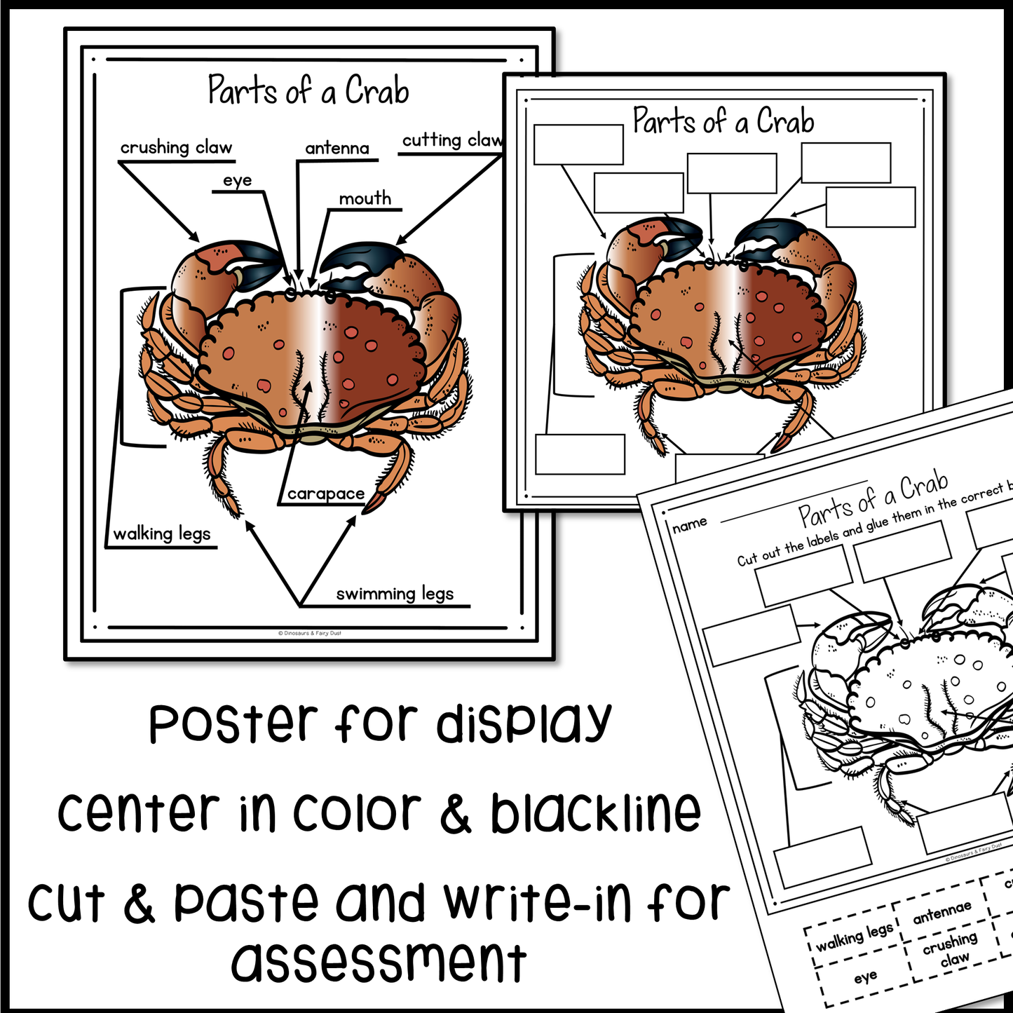 Parts of a Crab Labeling Activity