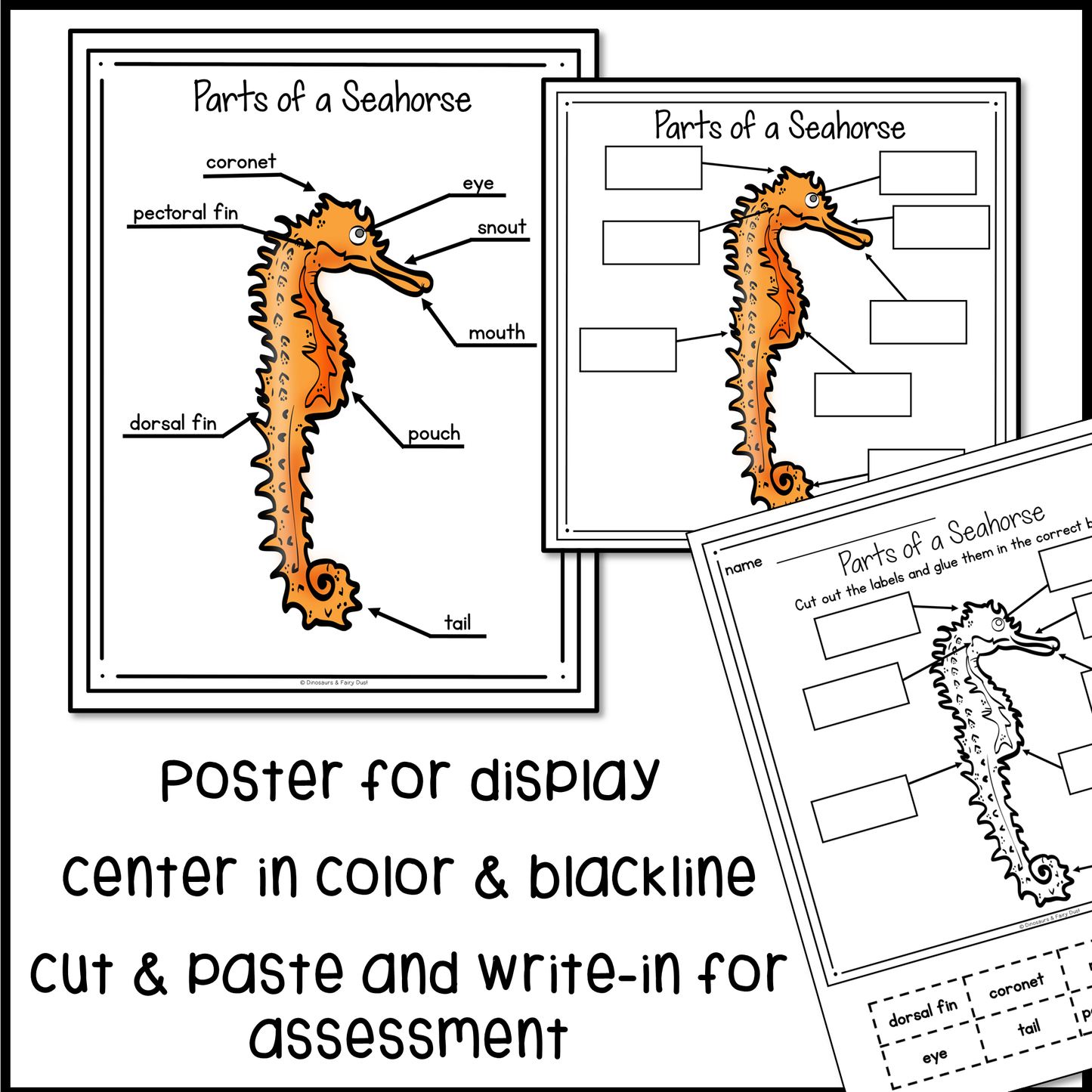 Parts of a Seahorse Labeling Activity