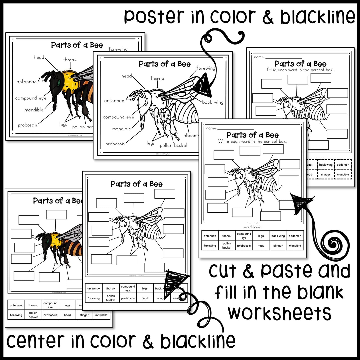 Parts of a Bee Labeling Activity