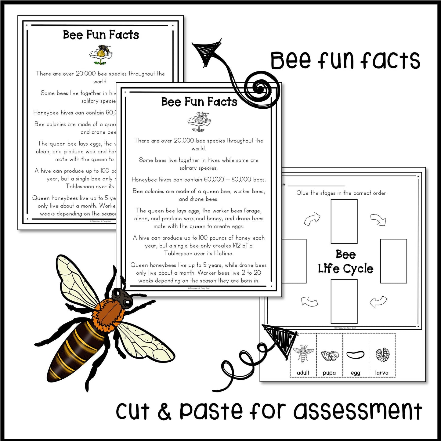 Bee Life Cycle Activities